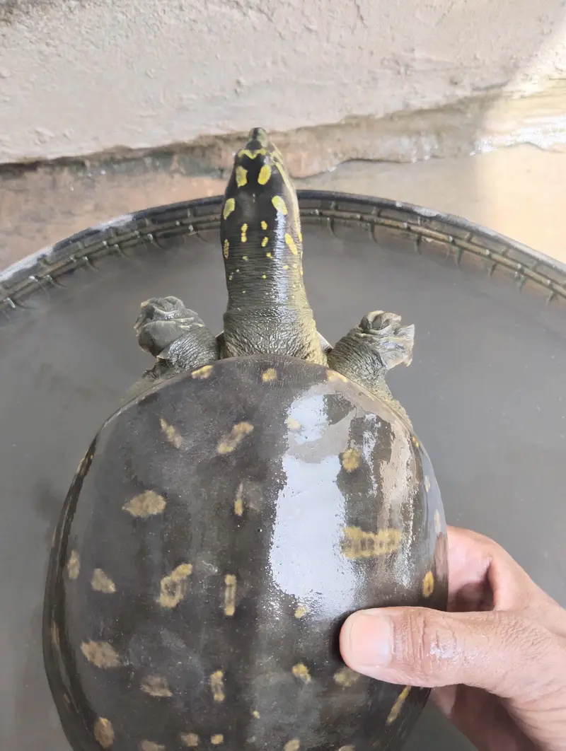 turtle is very beautiful — photo 4