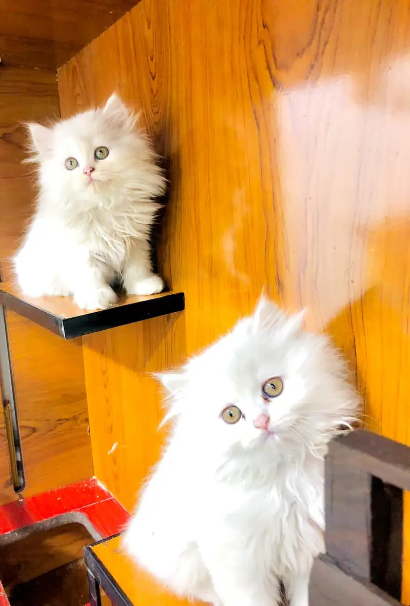 Persian cat and kitten punch face triple coated — photo 3