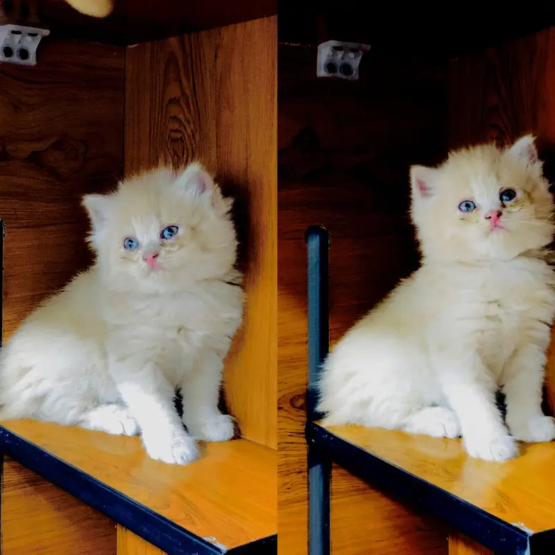 Persian cat and kitten punch face triple coated — photo 6