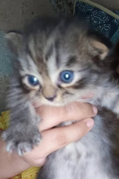 Persian cats for sale in 12 k each please contect at   03128573521