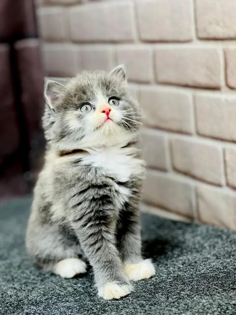 Persian cat and kitten punch face triple coated — photo 4