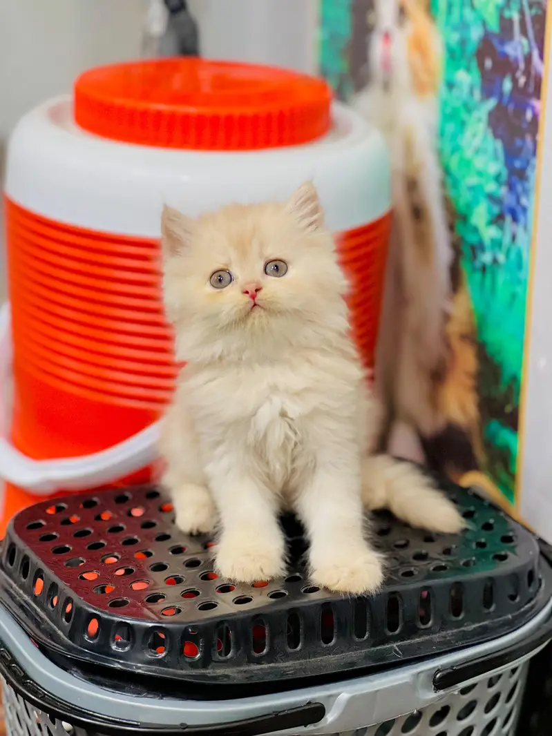 Persian cat and kitten punch face triple coated — photo 6