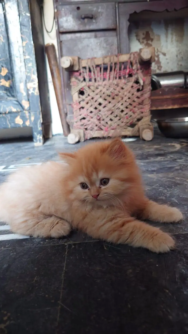 Persian cat and kitten punch face triple coated — photo 8