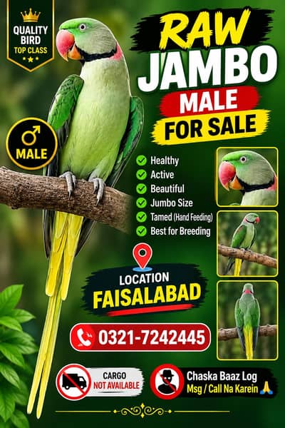 Raw Breeder Male