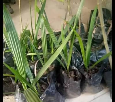 Irany date plants