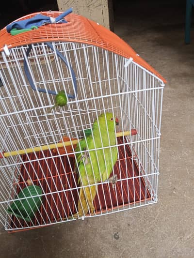 Green Ringneck Male Parrot for Sale