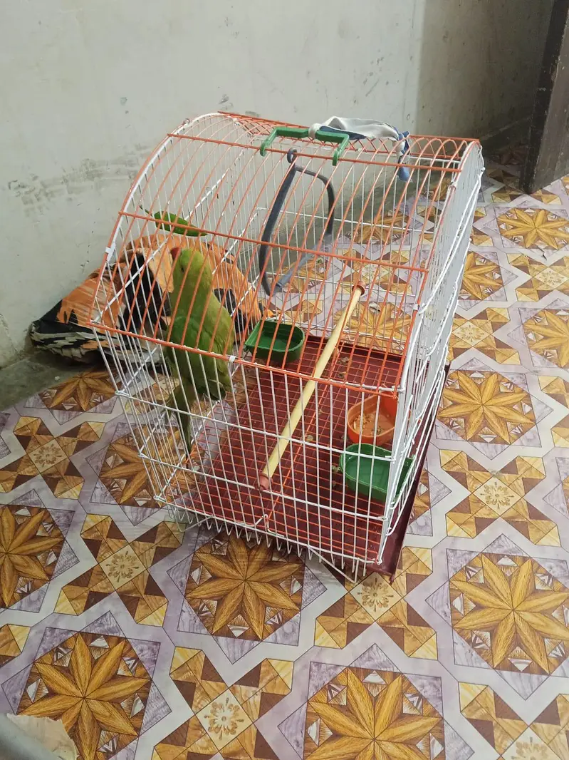 Green Ringneck Male Parrot for Sale — photo 2