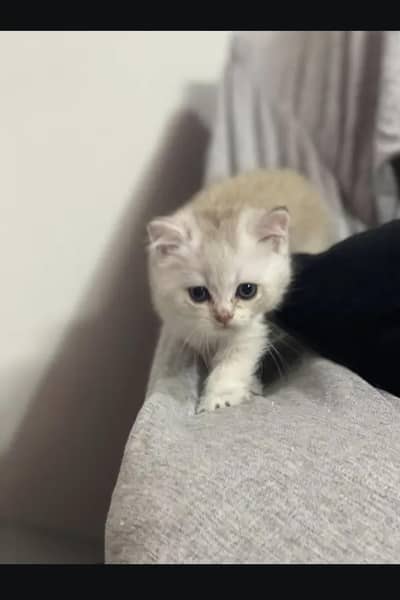 British short hair kittin. 0313 4935014