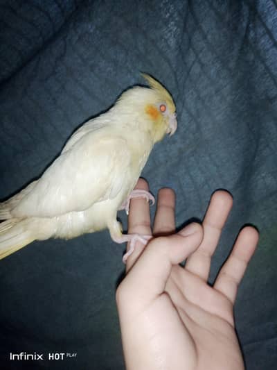 cocktail hand tame