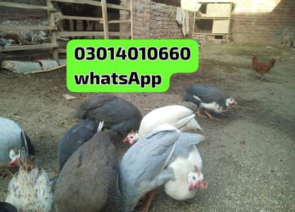 guinea fowl chakor teetri egg laying urgent sale rate finl ha