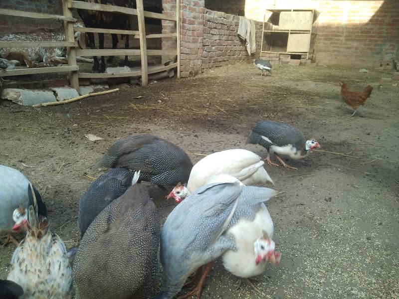 guinea fowl chakor teetri egg laying urgent sale rate finl ha - Other ...