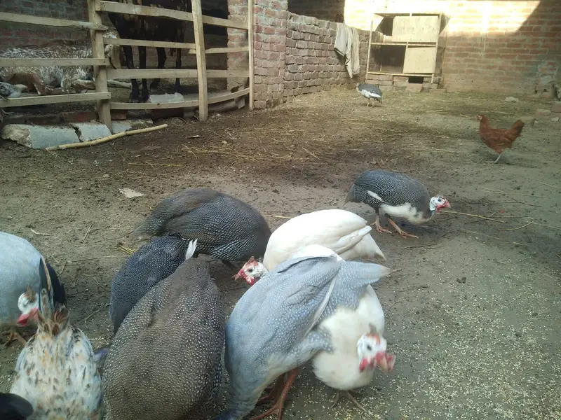 guinea fowl chakor teetri egg laying urgent sale rate finl ha — photo 5