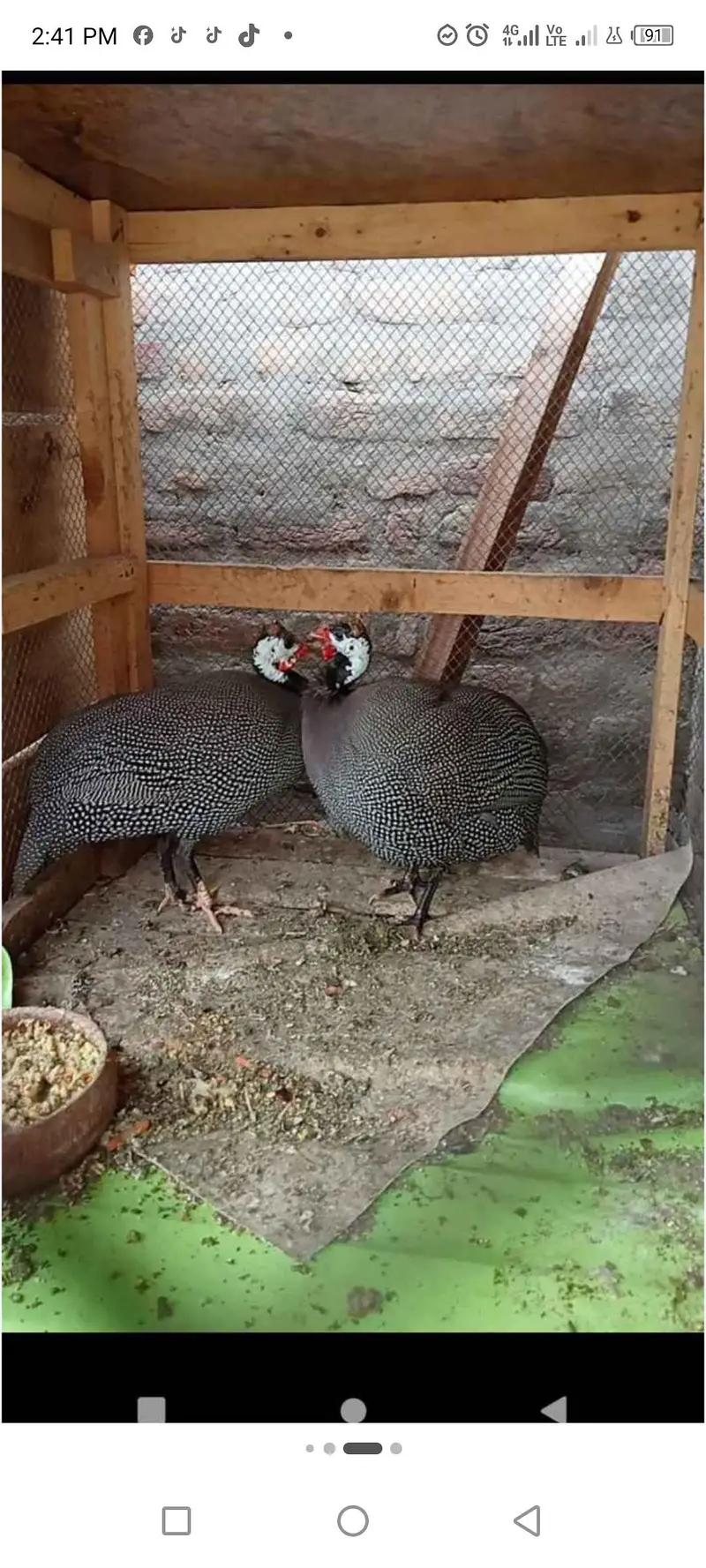 guinea fowl chakor teetri egg laying urgent sale rate finl ha — photo 7