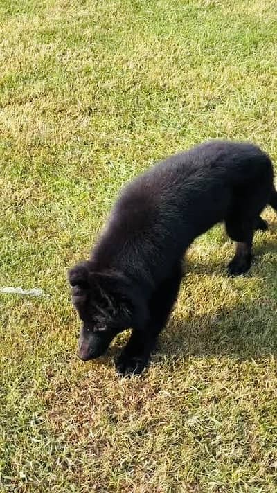 Black gsd female