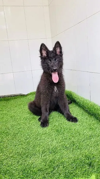 Black gsd female — photo 2