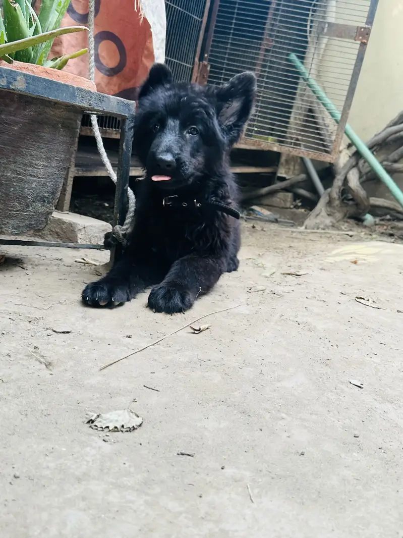 Black gsd female — photo 3