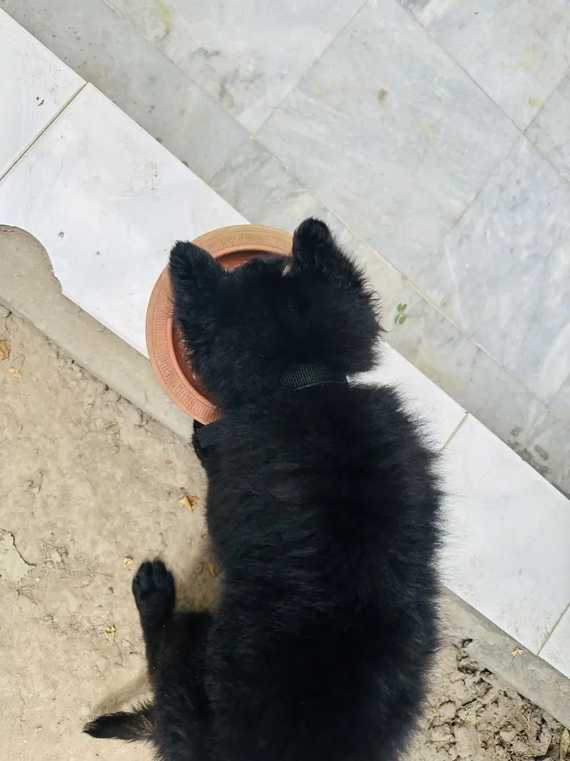 Black gsd female — photo 4