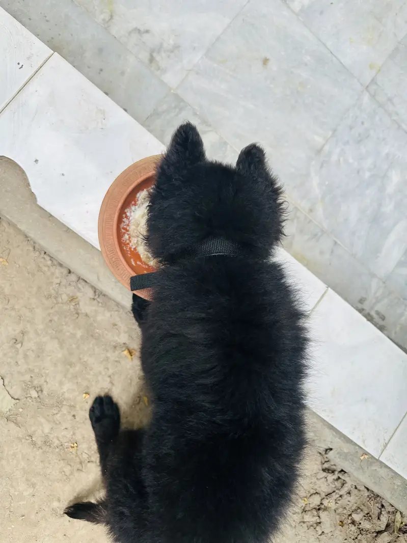 Black gsd female — photo 5