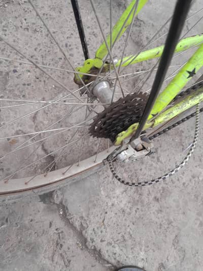 phonix cicyale for sale