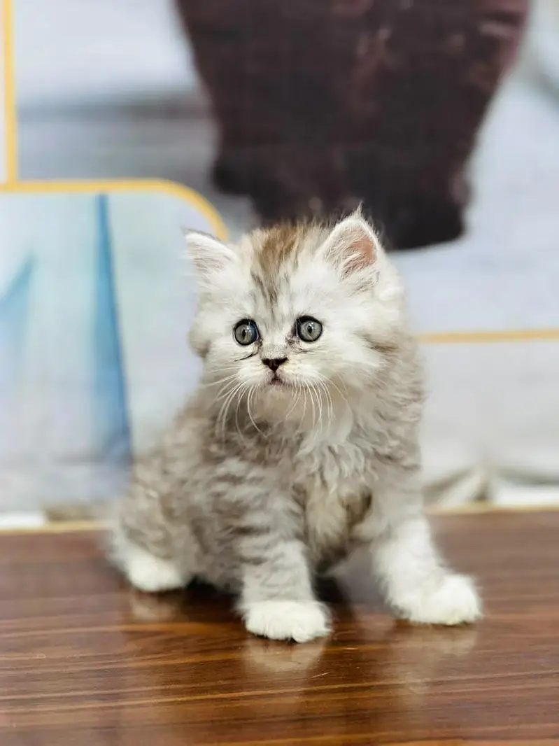 Persian cat and kitten punch face triple coated — photo 9