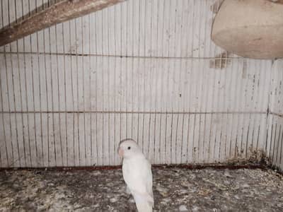 albino pair & cermino decino pair