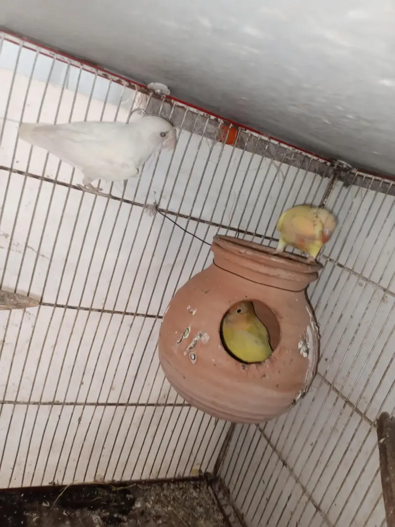 albino pair & cermino decino pair — photo 2