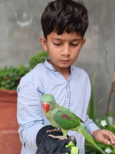 paharee total raw 2 aadad
