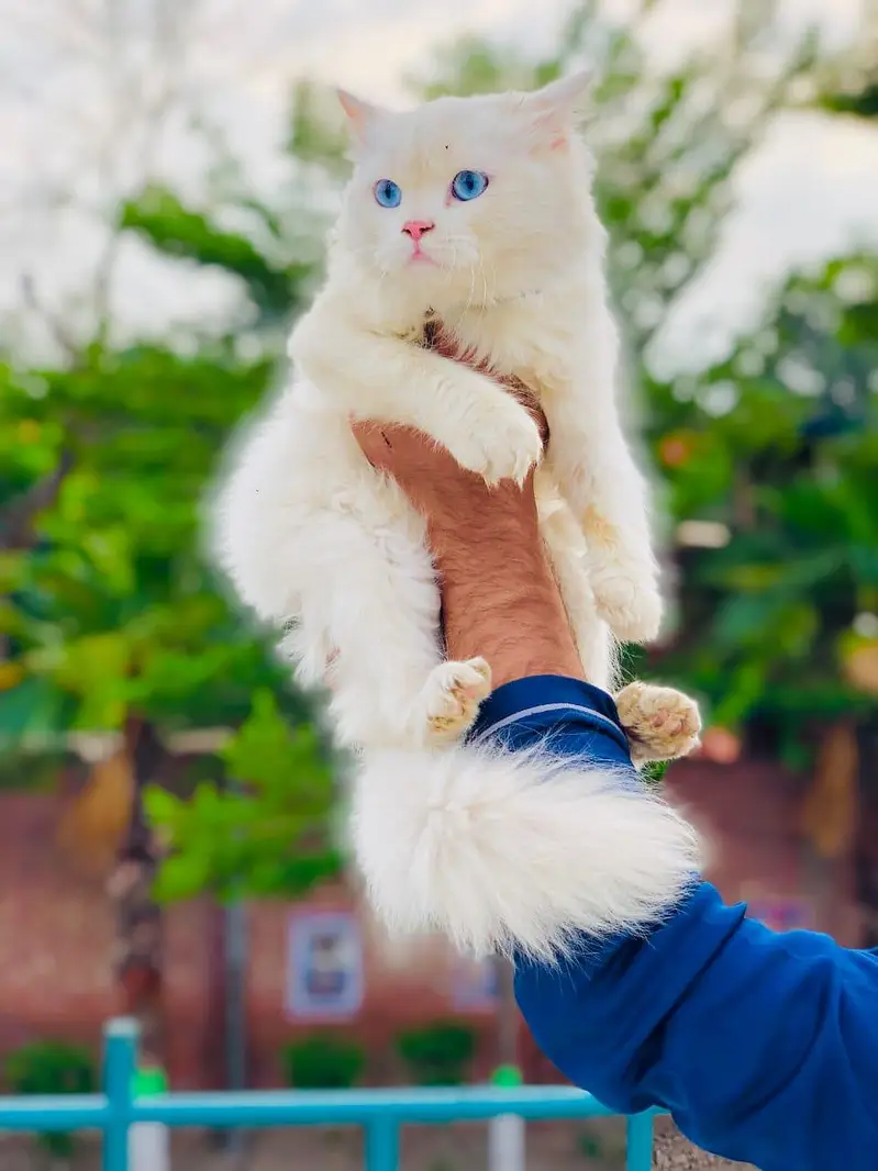 Persian triple coated cats for sale cash on delivery available hy — photo 12