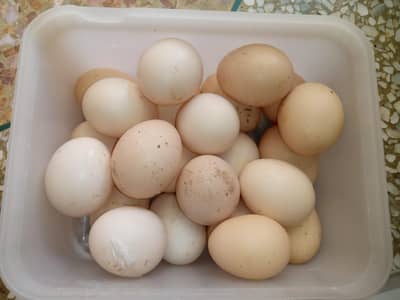 fresh aseel eggs