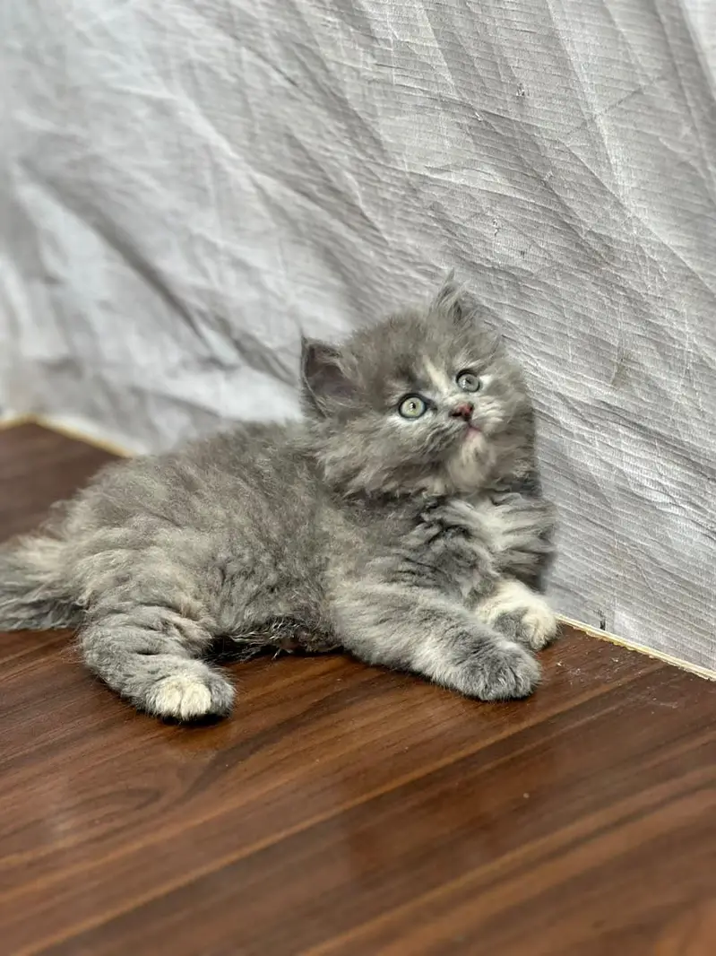 Persian cat and kitten punch face triple coated — photo 5