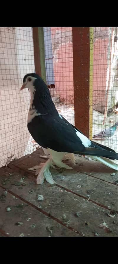 Black Sherazi Breader Male big pamoz for urgent sale