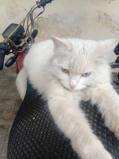 White Cat for sale