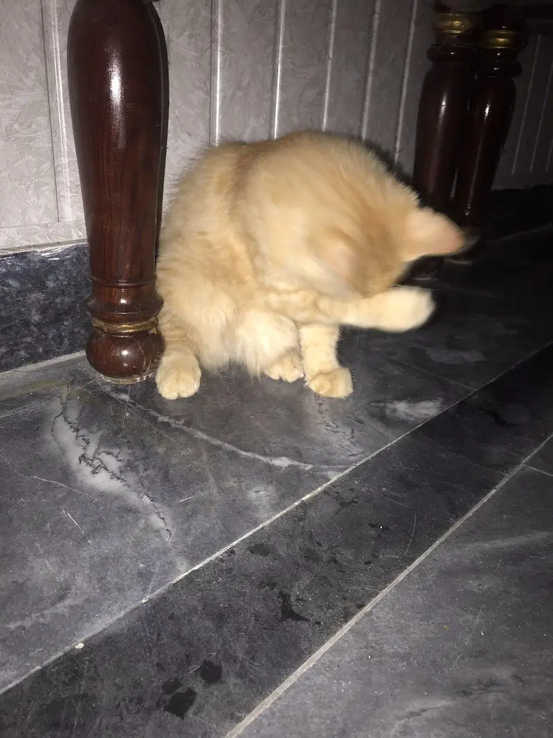 i want to sale my persian double coat cat — photo 4