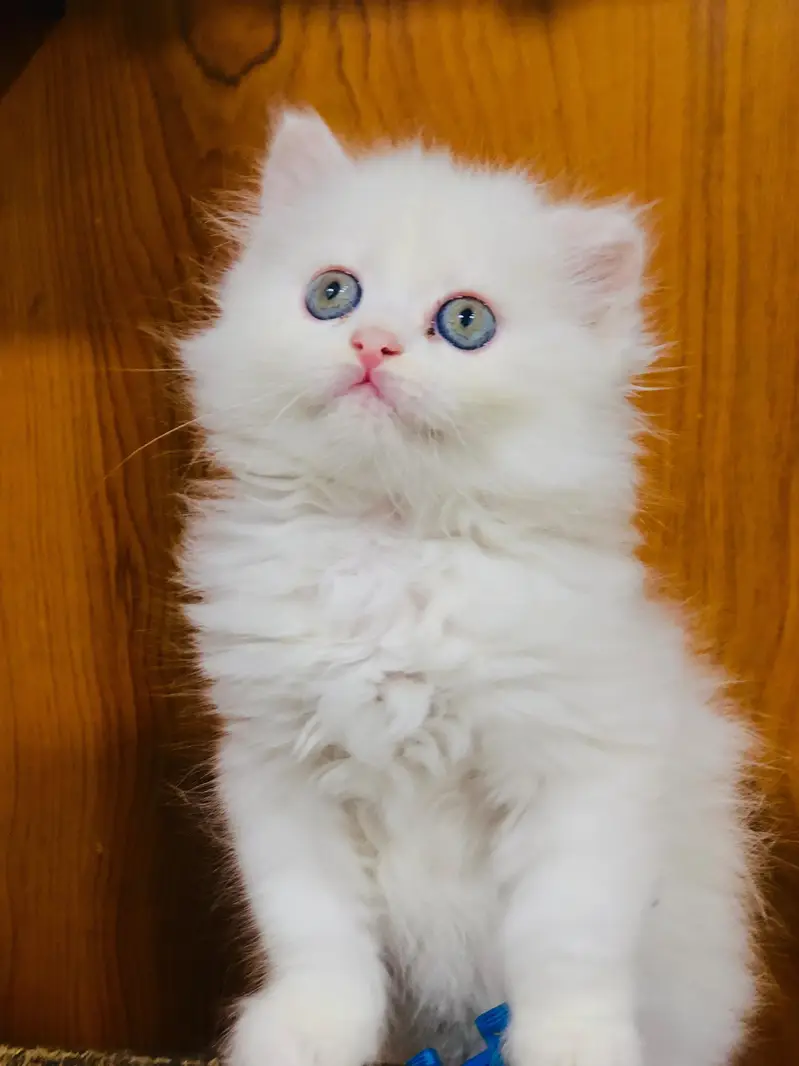 Persian cat and kitten punch face triple coated — photo 7