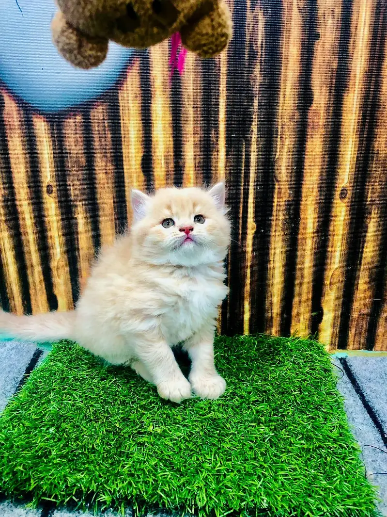 Persian cat and kitten punch face triple coated — photo 10