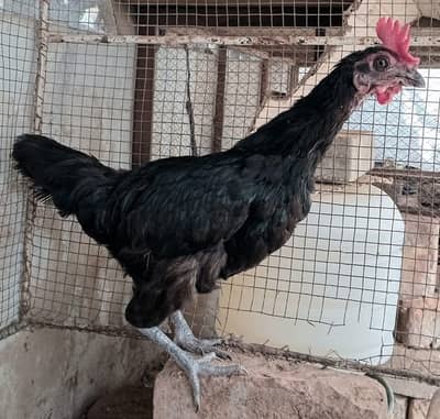 Healthy Desi Roosters & Hens for Sale | Strong & Active - Price Final