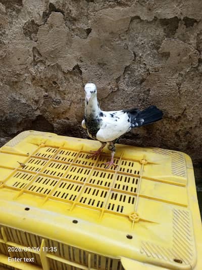 beautiful pigeon