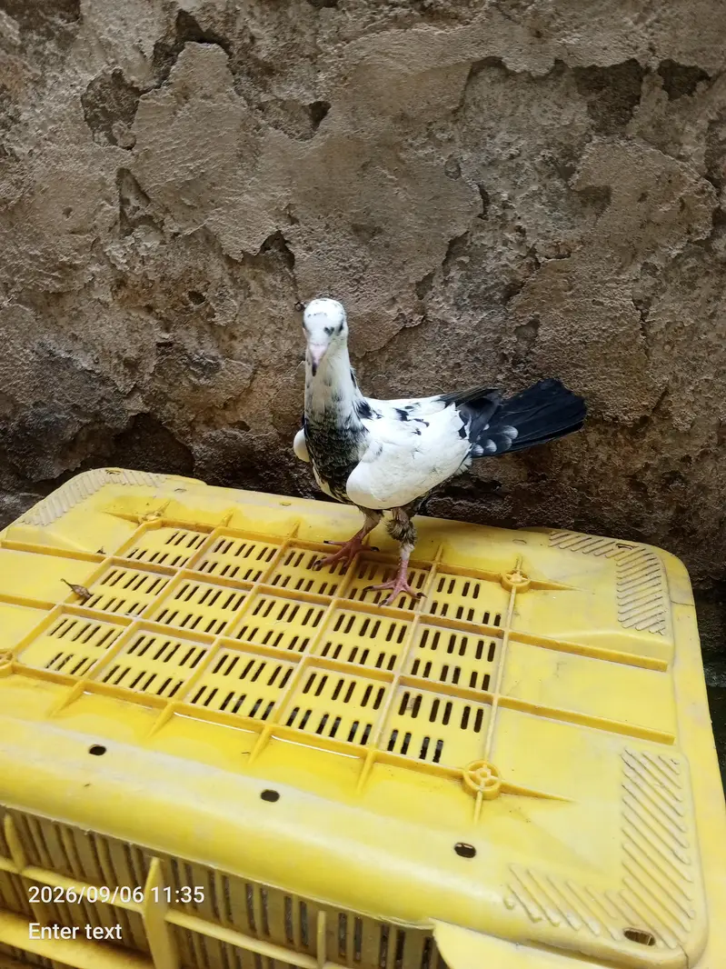 beautiful pigeon