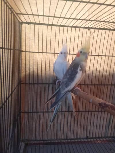 cocktail breeder pair only for serous buyer