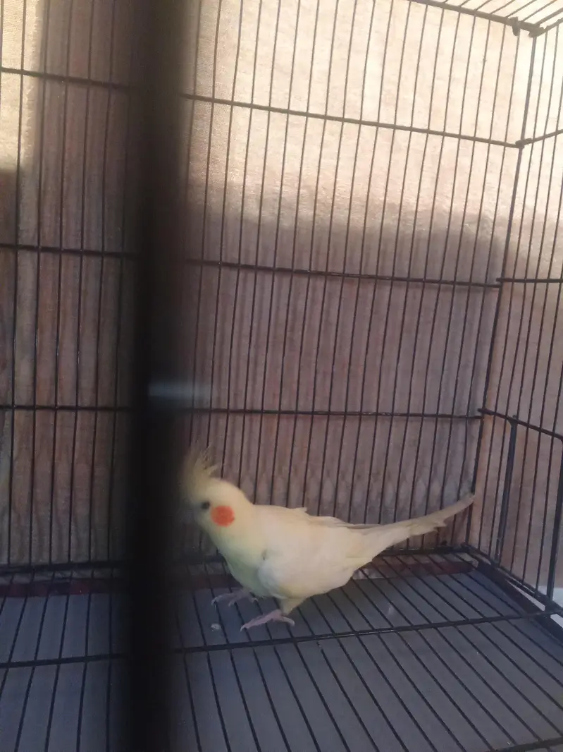cocktail breeder pair only for serous buyer — photo 2