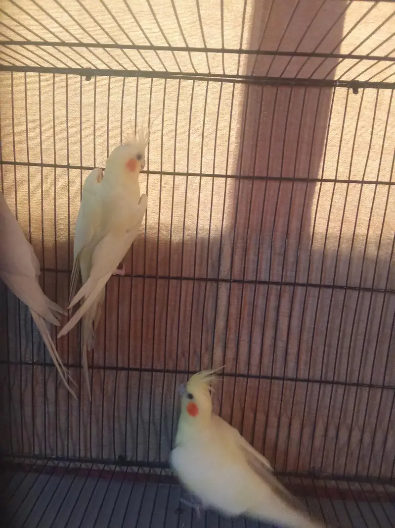 cocktail breeder pair only for serous buyer — photo 3
