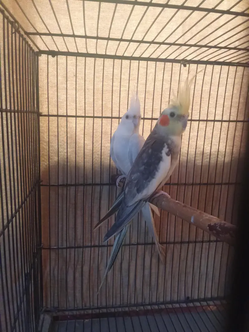 cocktail breeder pair only for serous buyer — photo 4