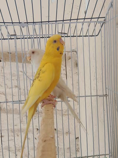 Fellow king size Budgie's White java