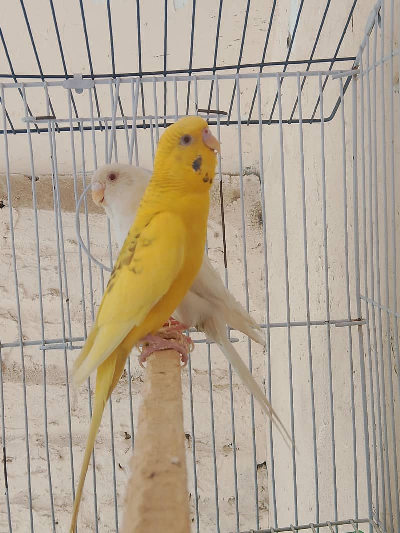 Fellow king size Budgie's White java 0