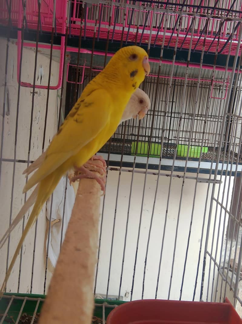Fellow king size Budgie's White java 1