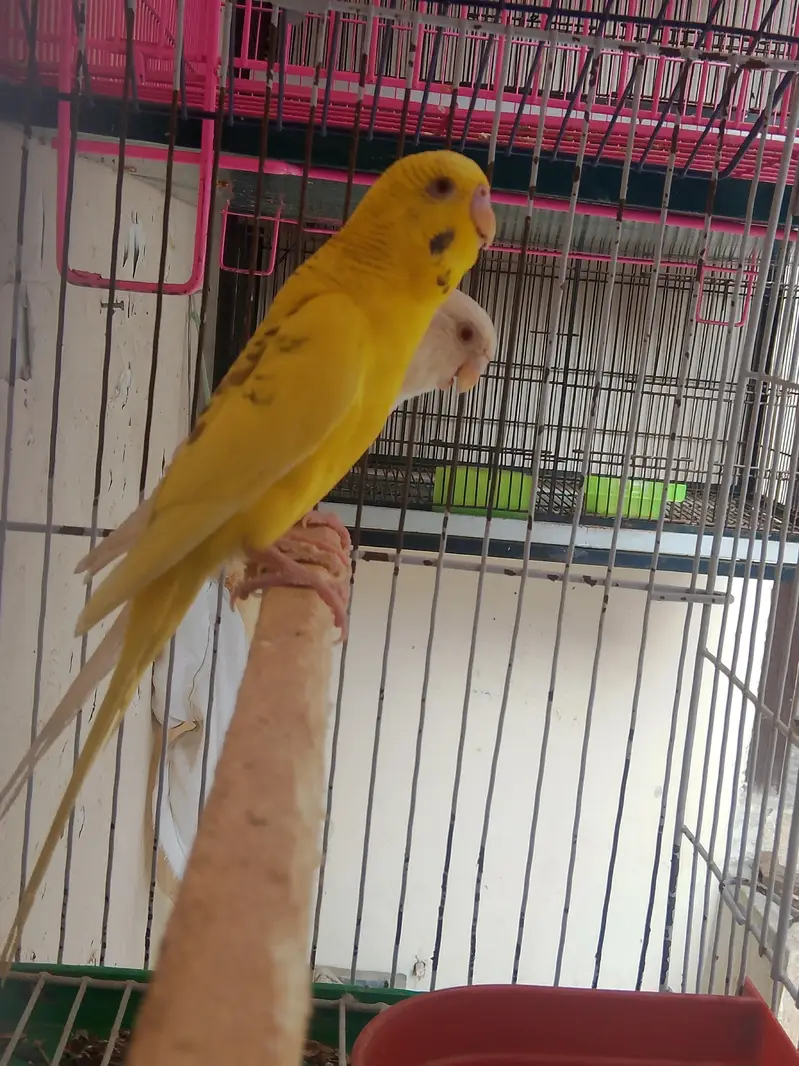 Fellow king size Budgie's White java — photo 2