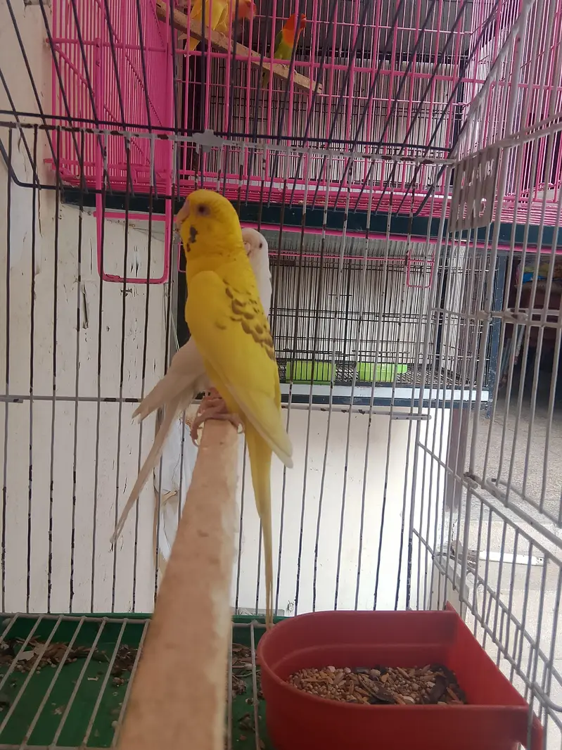 Fellow king size Budgie's White java — photo 3