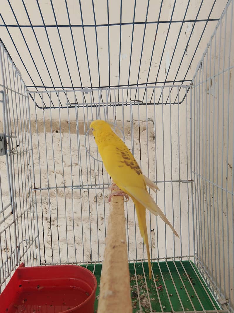 Fellow king size Budgie's White java 3