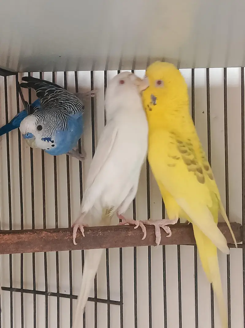 Fellow king size Budgie's White java — photo 5