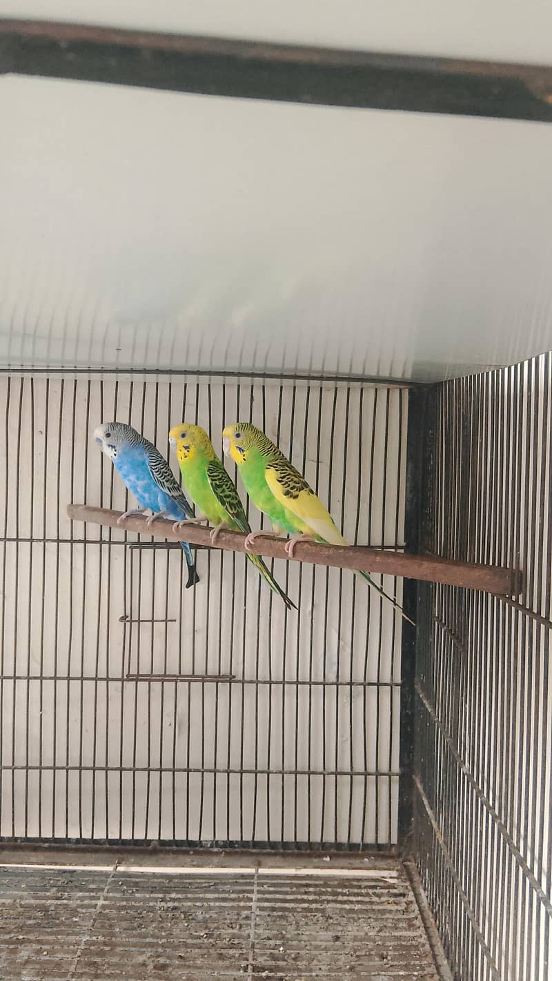 Fellow king size Budgie's White java 5